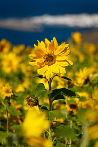 Sunflowers at Guayedra - Gran Canaria