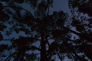 Tree with starry sky