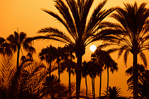 Sunset through palm trees