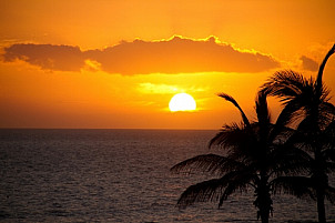 Sunset with palms