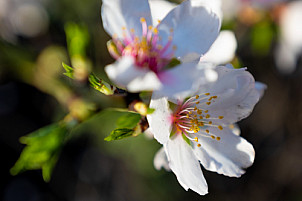 Blossom - La Palma