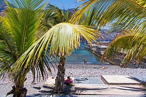 Palms at Puerto de las Nieves
