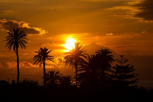 Palms sunset & Teide